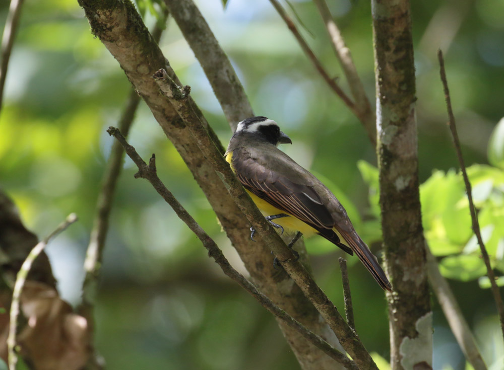 Boat-billed Flycatcher